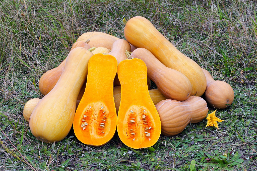 Courge butternut (doubeurre) au curry