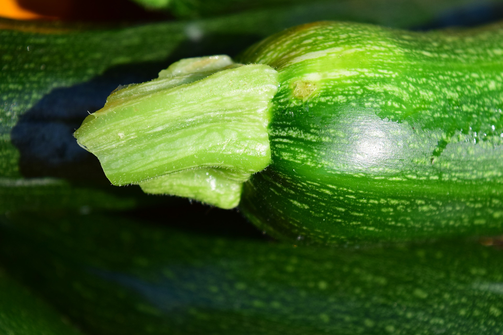 Lasagnes aux courgettes et au chèvre
